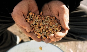 Los productores de maíz de EU enfrentan una buena temporada y con eso un exceso en la producción del grano. Foto: Reuters